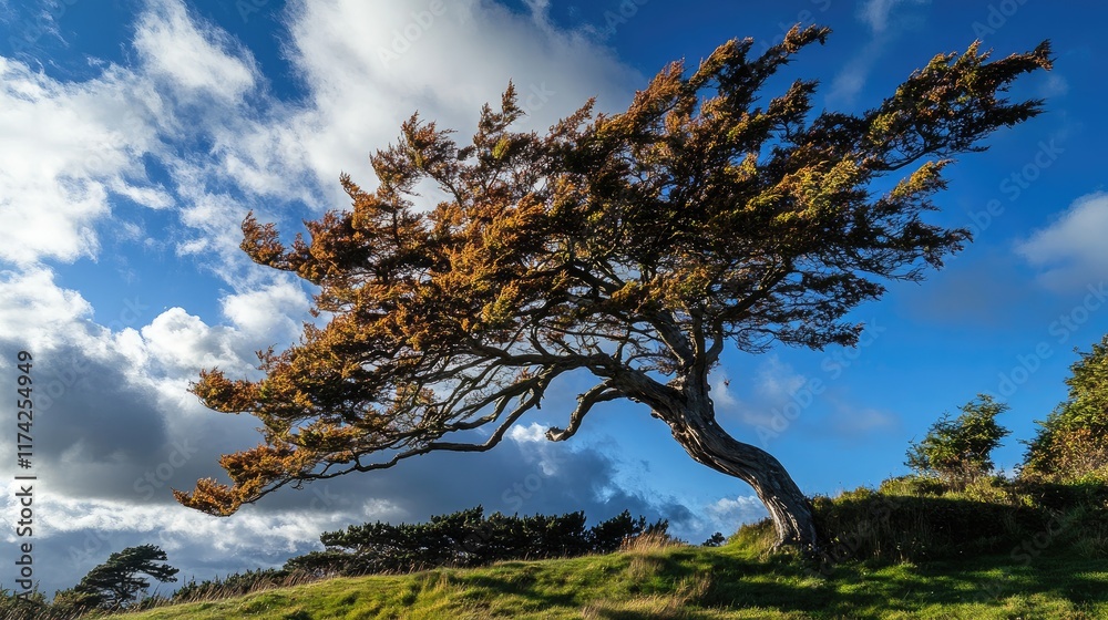 Graceful tree silhouette under a dramatic sky with sweeping clouds showcasing nature's resilience and beauty in a serene landscape. Graceful tree silhouette under a dramatic sky with sweeping clouds showcasing nature's resilience and beauty in a serene landscape.