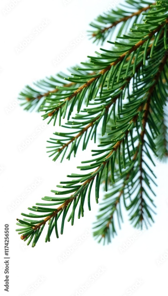 Obraz premium Pine tree branches with pine needles isolated on white background, natural texture, pine needle, tree isolation