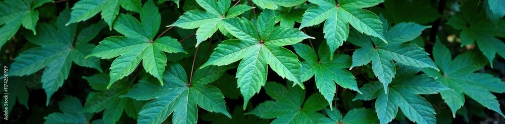 Dense thicket of maple leaves in shades of blue green and white against a natural environment, forest, foliage Dense thicket of maple leaves in shades of blue green and white against a natural environment, forest, foliage