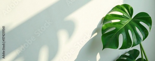 Large Monstera leaf casts deep shadow on pale gray background, plant, foliage, leaf