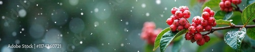 White snowflakes fall gently on Virburnum flowers in a winter garden landscape, leaf, evergreen, green photo