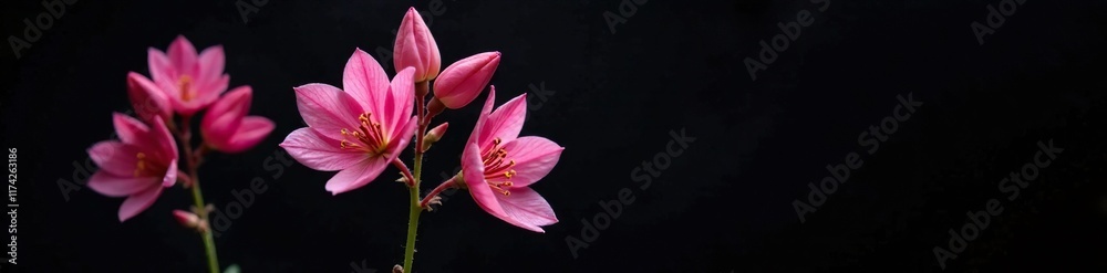 Fototapeta premium Softly lit aquilegia blossom in black background, isolated, pink