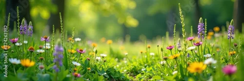 Obraz  z motywem Wildflowers and grasses in a springtime landscape, woodland, vegetation growth, grasses