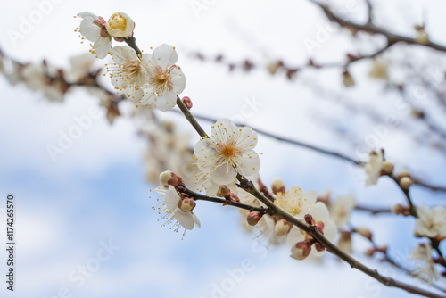 白い梅の花