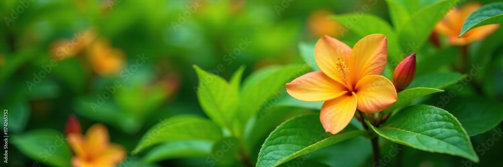 Fototapeta premium lush green foliage and orange jasmine flowers in a garden, aromatic, plants