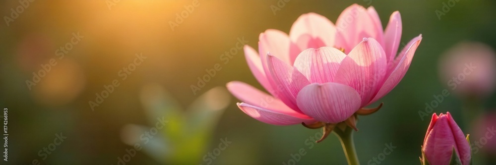 Delicate flower with soft pink petals unfolding in morning light, blossom, wildflower Delicate flower with soft pink petals unfolding in morning light, blossom, wildflower
