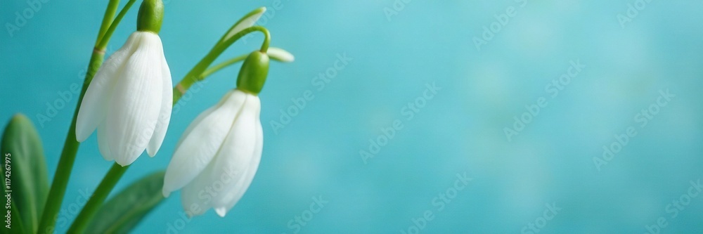 Obraz premium Delicate snowdrop petals unfolding from a white bud, Spring Flowers, Blue Background, Floral Arrangement
