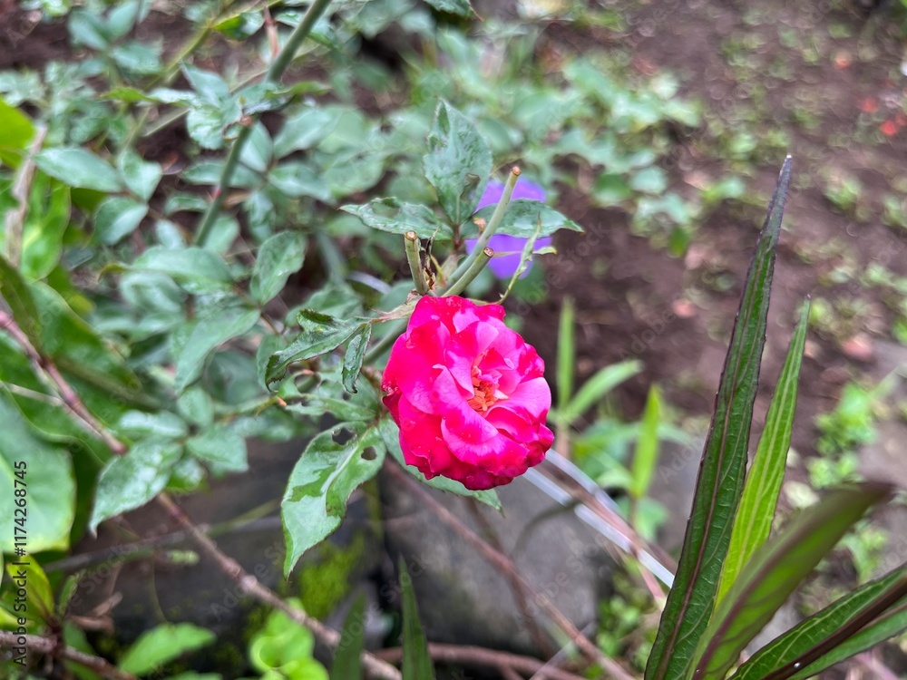 custom made wallpaper toronto digitalpink rose flower