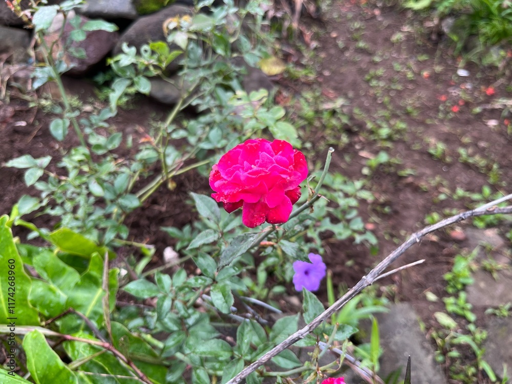 custom made wallpaper toronto digitalpink rose