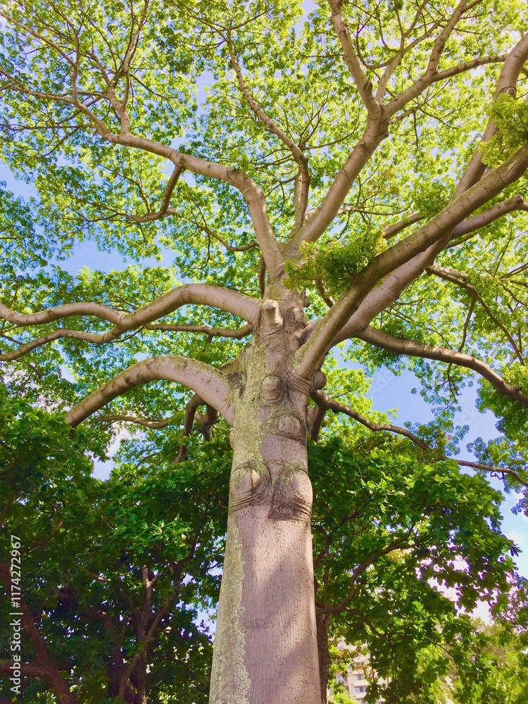 Naklejka premium tree in the park
