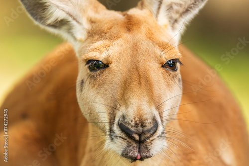 Fotografía The Red Kangaroo exploring its surrounding during the day