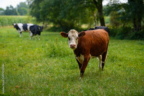 Wallpaper Mural Cow gazing on green field. Countryside farm with cow. Mature cow at meadow. Cow in grassy field at farm. Torontodigital.ca