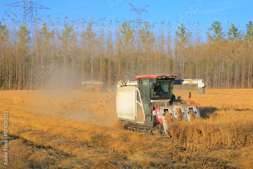 The rice field harvester is working