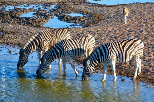 The plains zebra, resp. Burchell's zebra (Equus quagga burchellii) at waterhole in Etosha National Park (Kunene region, northwestern Namibia, Africa) photo