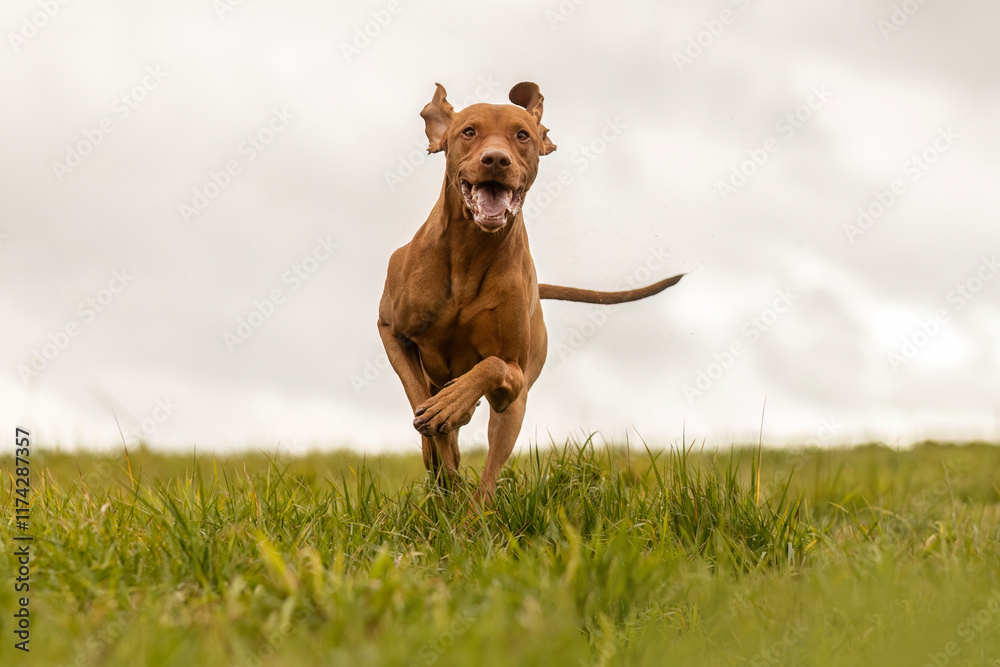 A male magyar vizsla dog running happily across a meadow in autumn outdoors A male magyar vizsla dog running happily across a meadow in autumn outdoors