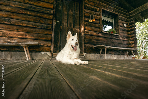 portrait of white shepherd dog on the floor. dog iin front of a wooden cabin photo