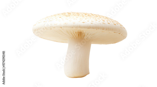 Fresh white mushroom with smooth cap and stem
