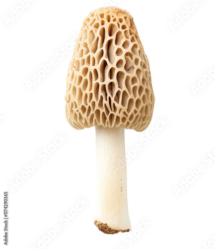 Morchella mushroom with unique honeycomb texture
