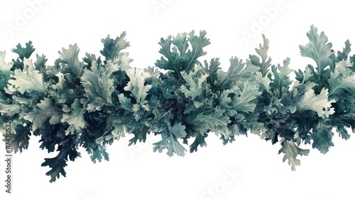 Dusty miller foliage creates a seamless border. Ideal for website headers, textile designs, or nature-inspired projects.