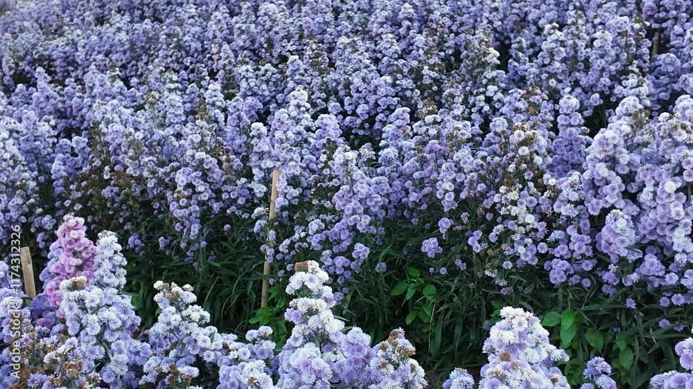 Purple Flower Field: A sea of vibrant purple flowers sway gently in the breeze, their petals creating a mesmerizing tapestry of color. The image evokes a sense of tranquility and beauty.