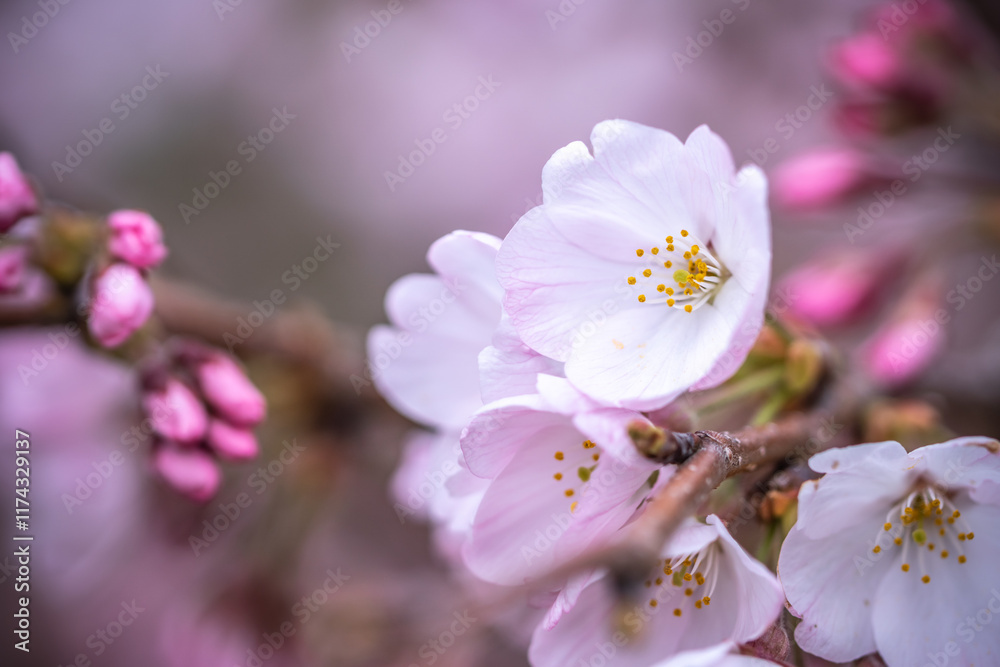 Fototapeta premium 桜の花 春のイメージ