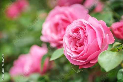 バラの花　屋外撮影イメージ