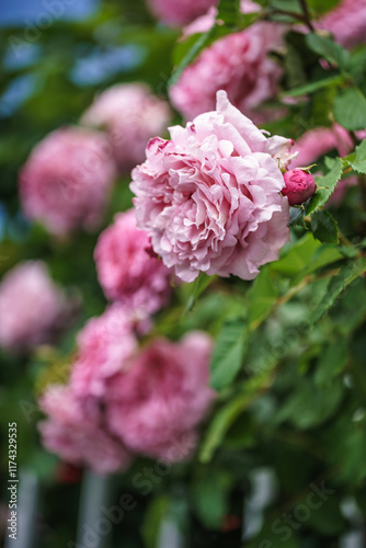 バラの花　屋外撮影イメージ