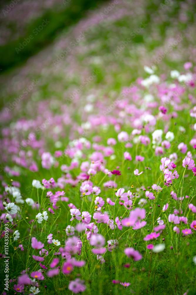 Fototapeta premium コスモスの花 秋のイメージ