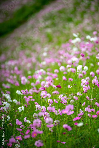 コスモスの花　秋のイメージ