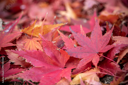 紅葉　落ち葉　秋のイメージ