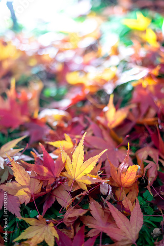 紅葉　落ち葉　秋のイメージ