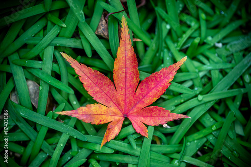 紅葉　落ち葉　秋のイメージ