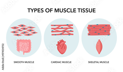 Types of muscle cells skeletal, cardiac, and smooth muscles with examples of each muscle's location in the body structure diagram vector illustration. Medical science educational illustration