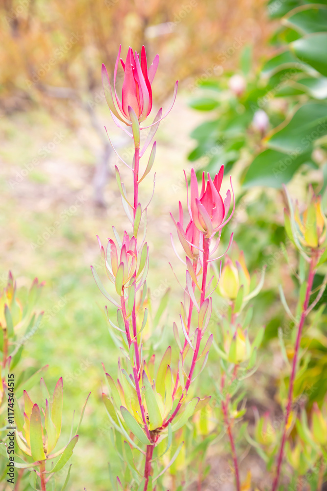 Fototapeta premium pink flowers in the garden