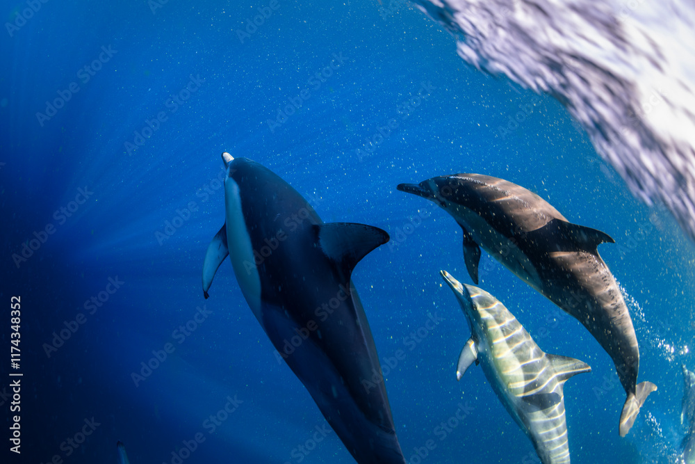 Obraz premium A graceful pod of common dolphins glides through the clear, blue waters off the coast of New South Wales, Australia, showcasing the harmony of ocean life.