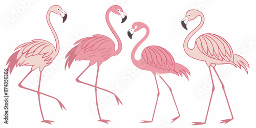 Exotic pink flamingos birds. A Flamingo with rose feathers stands on one leg. Rosy plumage flam bird cartoon vector illustration