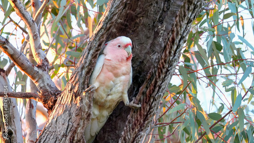a sunrise shot of a female major mitchell's cockatoo at the entrance to a nest hollow of gum tree at western queensland, australia