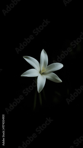 single white flower with soft glow against dark background, symbolizing purity and tranquility