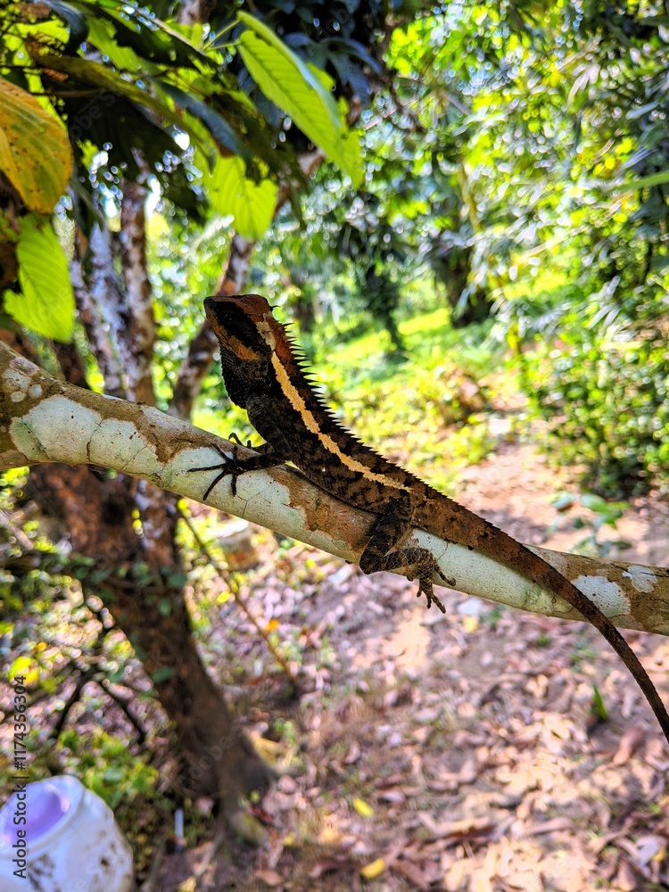 Fototapeta premium lizard on a rock