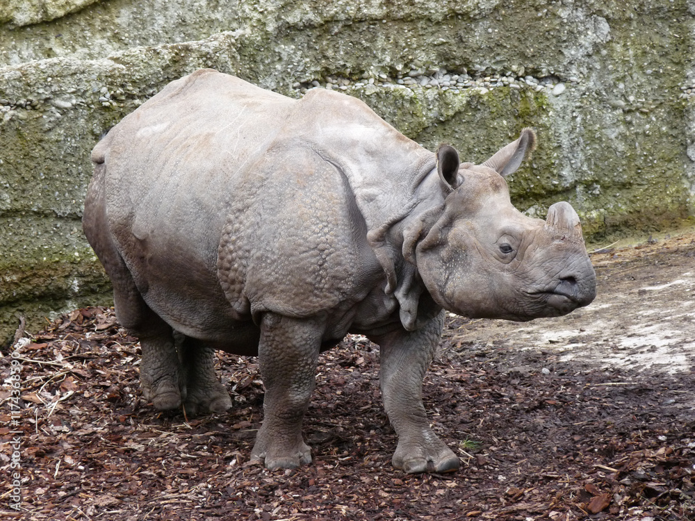 Switzerland, Basel, a rhinoceros standing in a rocky area Switzerland, Basel, a rhinoceros standing in a rocky area