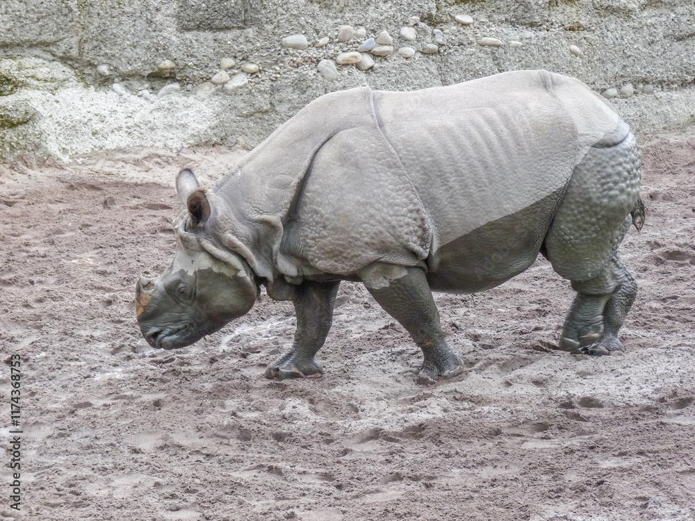 Switzerland, Basel, a rhinoceros standing in a dirt field Switzerland, Basel, a rhinoceros standing in a dirt field