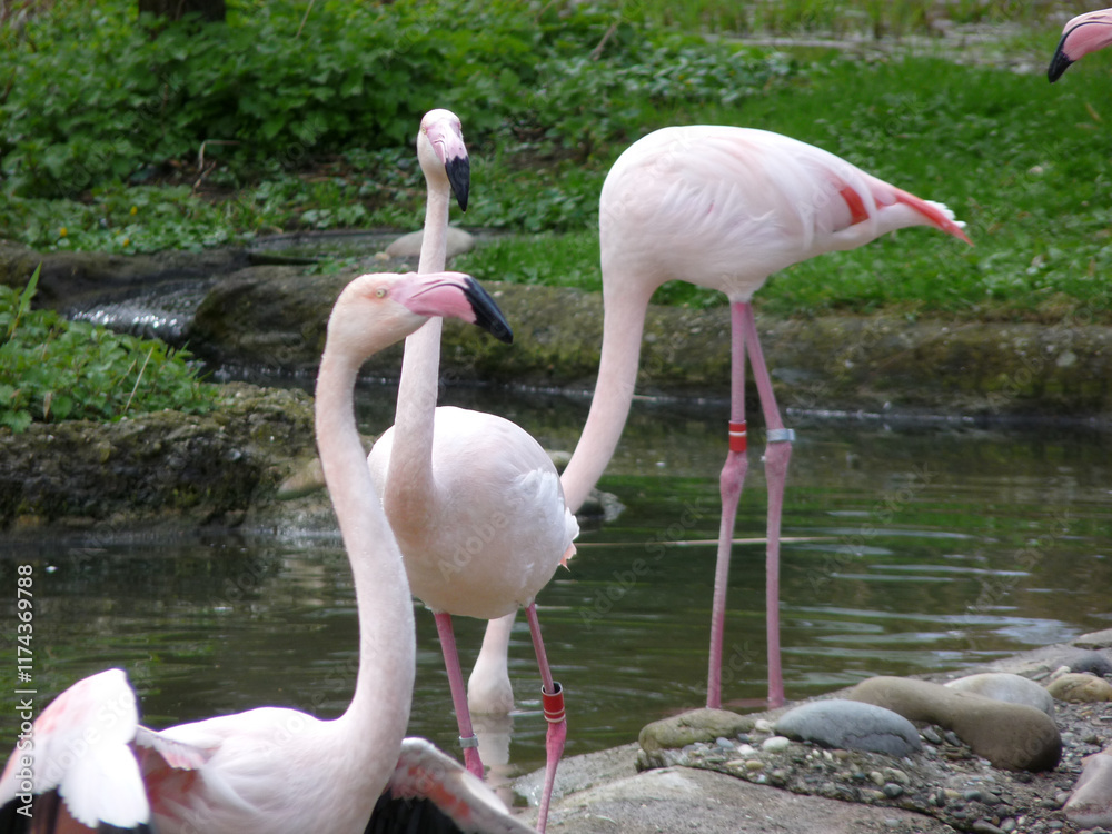 Switzerland, Basel, a flock of flamingo standing next to a body of water