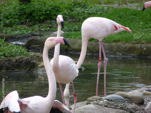 Obraz na płótnie Switzerland, Basel, a flock of flamingo standing next to a body of water w salonie