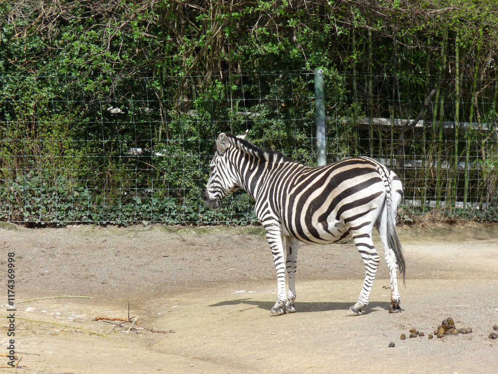 Switzerland, Basel, a zebra standing on top of a dirt field