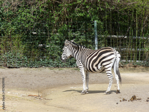 Obraz na płótnie Switzerland, Basel, a zebra standing on top of a dirt field w salonie