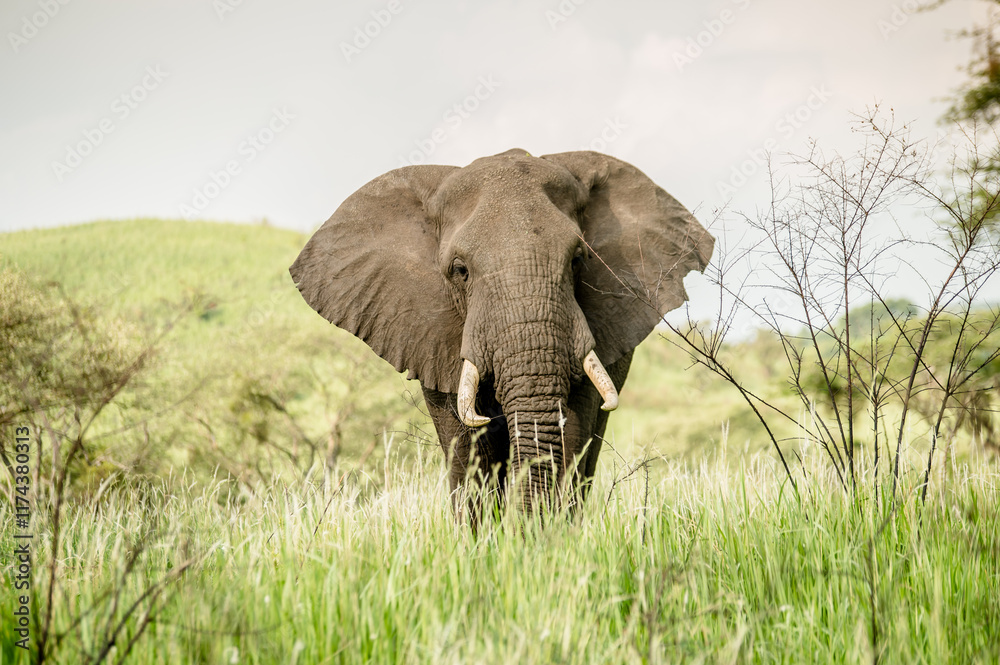 Fototapeta premium Elephant in Africa