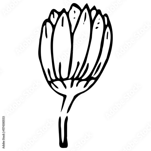 Close Tulip Line Dawing