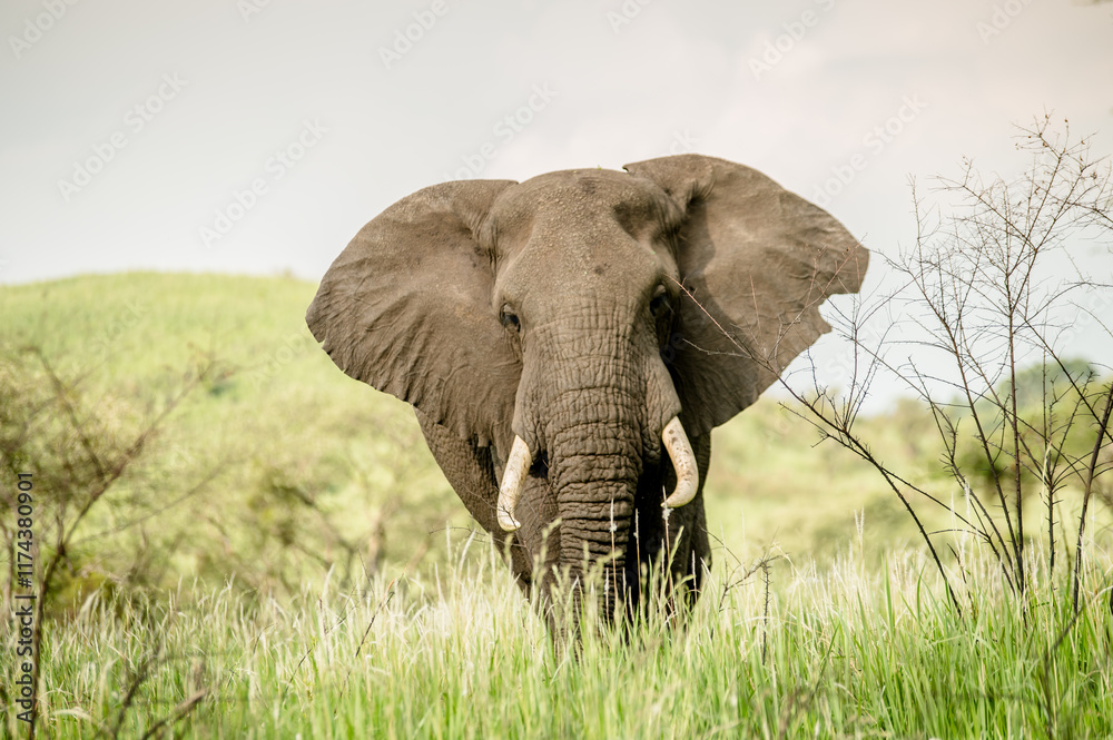 Elephant in Africa Elephant in Africa