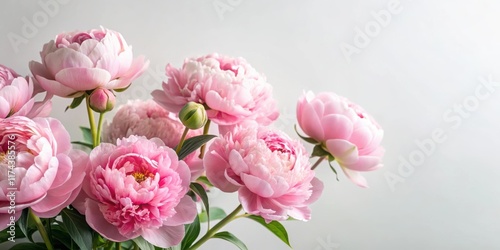 Soft pink peonies in full bloom against a simple white background, bouquet, ,  bouquet,soft focus, delicate