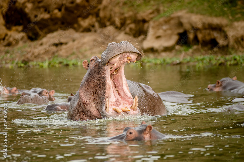 Fototapeta premium Hippo in Africa